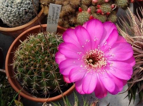 pseudolobivia_carmineoflora